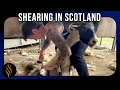 Shearing Scotland&#39;s Mountain Sheep