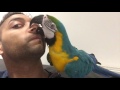 Mikey The Macaw (Our First Month)