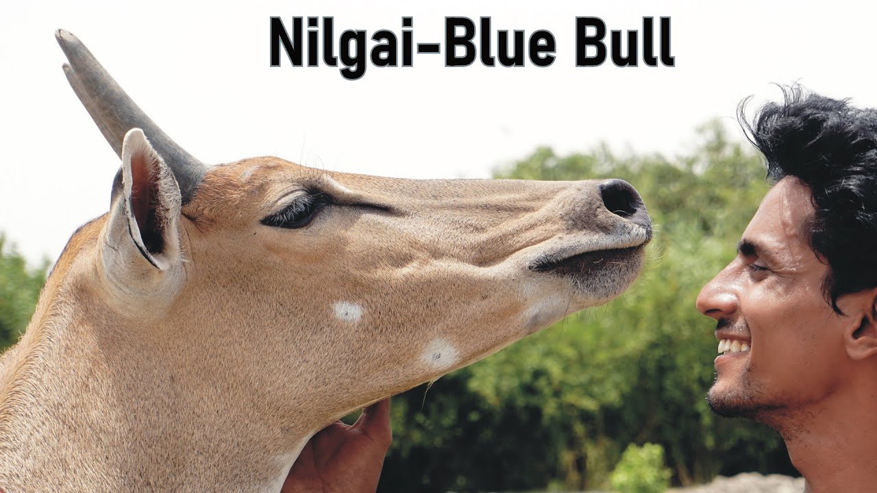 Nilgai |Blue Bull| - YouTube