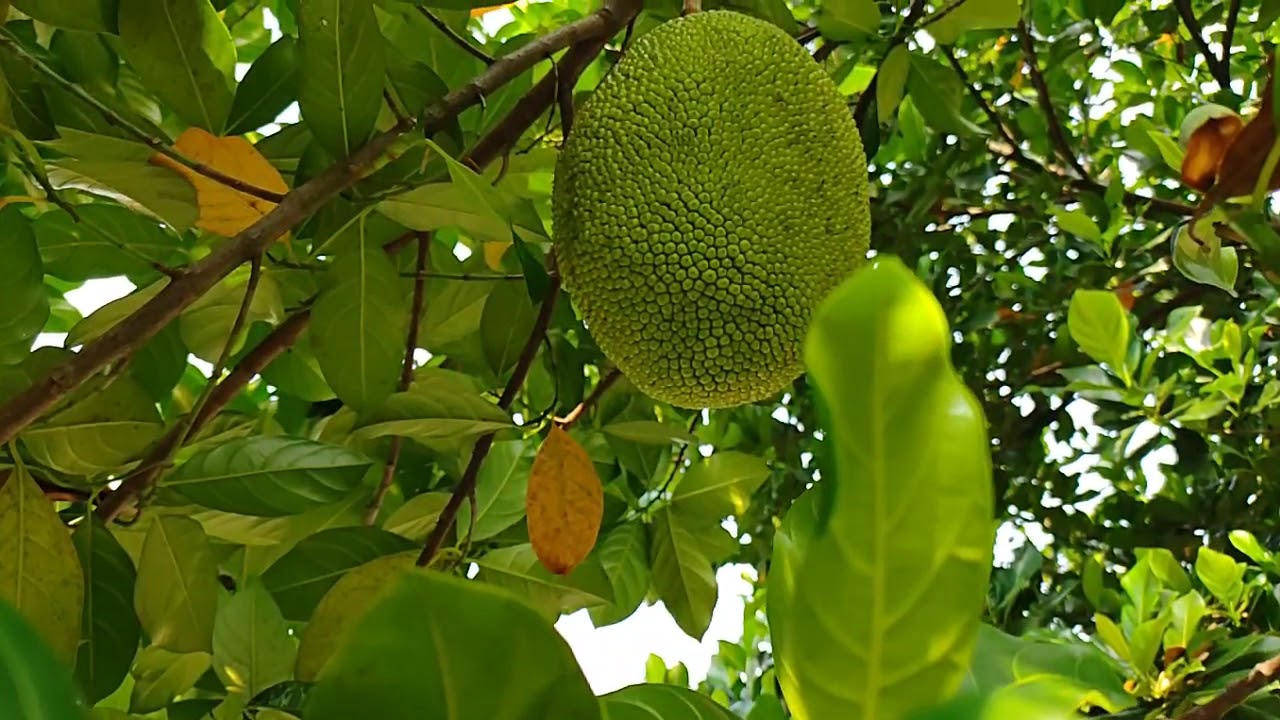 The Jackfruit 