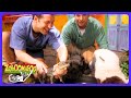Zoboomafoo - ¡Cuidado con el T-Rex! | TV Niños | WildBrain Casa de Juegos