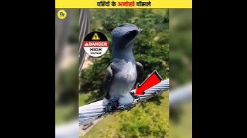 The Safest And Most Unique Nests #shorts