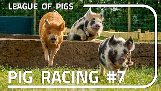 League of Pigs - Season 2 - Round 3! screenshot 5