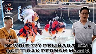 NEWBIEE ??? PELIHARA IKAN QUALITY GOLDFISH TIDAK PERNAH MATI !!!