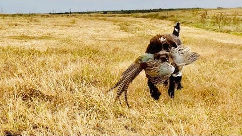 Upland Hunting With Wirehaired Pointing Griffon