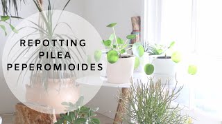 Houseplant Care | Repotting Pilea Peperomioides