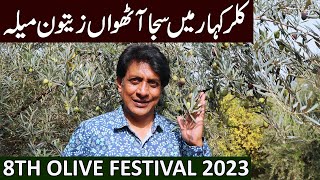 Olive Festival 2023 | Kallar Kahar-Punjab, Pakistan | September 2023