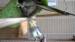 Calopsita Faz Cada Uma...