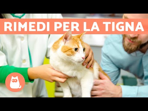 Video: Contagioso cane e gatto tigna?