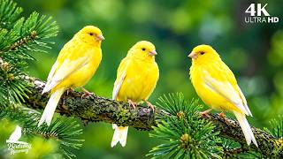 Peaceful Piano Melodies 🎹 Soft Birdsong for Deep Sleep, Relaxation & Inner Peace