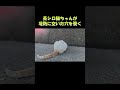 茶シロ猫ちゃんが堤防に空いた穴を覗く #猫 #ねこ #cat