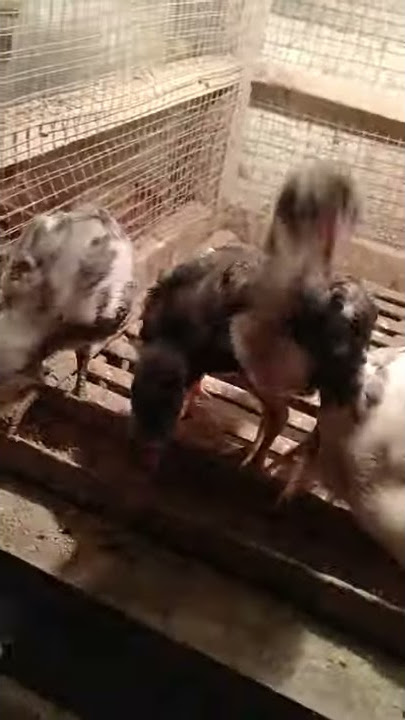 BORGOL JR. SMUGA JADI AYAM