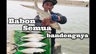 Rahasia mancing ikan bandeng liar