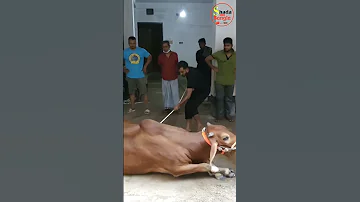 Grounding Qurbani Cow 2022 Eid Ul Azha Exclusive Goru Qurbani Video Qurbani Eid In Dhaka 2022 