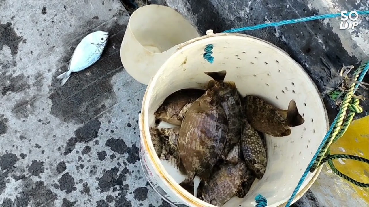 cara nangkap ikan SEMADAR.