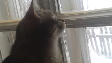 Кошка трещит на птиц