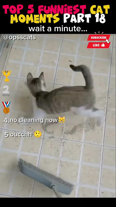 5 viral funniest cat moments part 18 #cat #catslife #funny