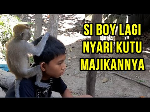 VIDEO LUCU Monyet Liar Pinter Cari Kutu Majikannya YouTube
