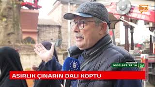 Asirlik Çinarin Dali Koptu