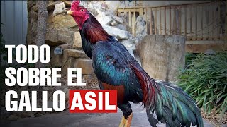 Todo lo que debes saber de el Gallo ASIL