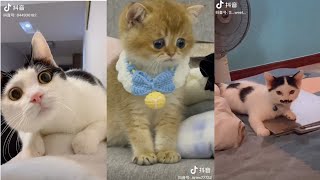 Video Này MeoW Phết - Tổng Hợp Meme Mèo - Funny Cat by Hạt Bí Ngô Official 5,847 views 2 years ago 3 minutes, 26 seconds