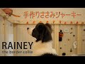 ハロウィンに手作りささみジャーキーを食べる【ボーダーコリー子犬】RAINEY#22