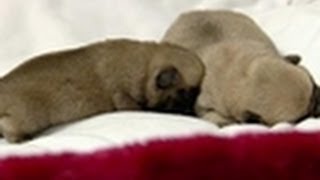 Bathtime For Baby Pugs Too Cute Youtube
