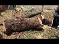 #sathishkumar#coimbatore#treecutting#9080437857 #coimbatore_tree_cutting#kovai#service#covai#🌴