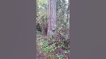 Black Squirrels Chasing Each Other Around a Tree