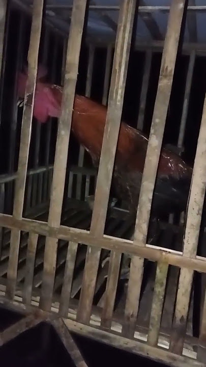 ammunition candidate sounds almost 20 seconds 😱 #shorts #rooster #chicken #viralvideo