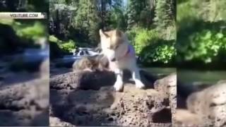Кот, выросший с собакой, думает, что он – пес Кот, выросший с собакой, думает, что он – пес