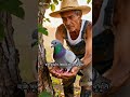 Kisaan and Pigeon #shorts #trending #viral #animation #cartoonvideo