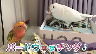 コザクラインコからギンバトに近づいて落下その後は忍者のように紙切りしている様子を見ているだけなのに幸せを感じました♡