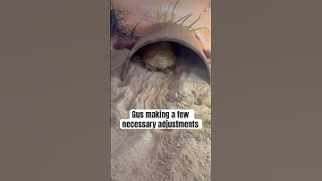 Gus the Gopher Tortoise making a few adjustments after we cleaned his enclosure #GusMNH #Tortoise