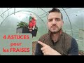 4 astuces pour planter des fraises