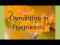 Outstanding Fragrances with an Osmanthus Note!