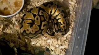 Famous Ball Python Update Net Worth
