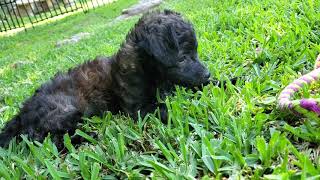 Poppy - female poodle chihuahua mix