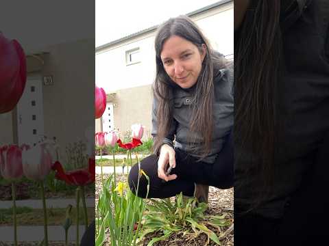 Video: Květy cibulovin
