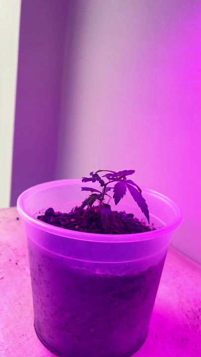 Planta en casa con luz led