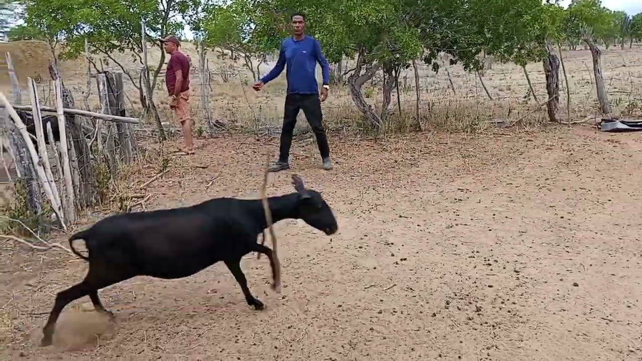 Uma mistura do su com o sertão BA.