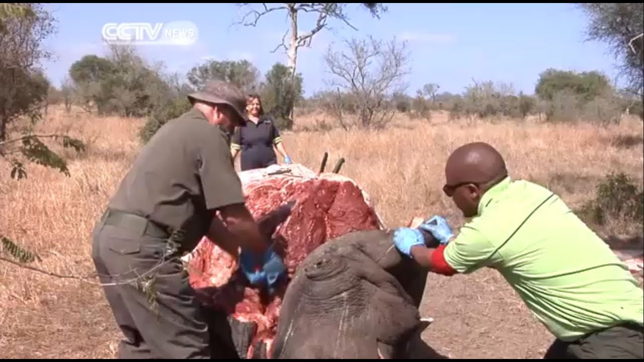 South Africa’s Kruger National Park Faces Challenges on Poachers