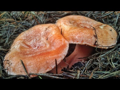 Лес ЗАРОС ГРИБАМИ!! РЫЖИКИ ЛЕЗУТ И ЛЕЗУТ!!! Сбор грибов в ноябре