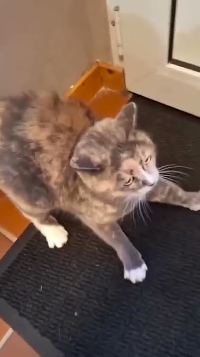 Funny cat  https://youtube.com/@rajabbutt94?si=LjFup16ZhnGsuXmw