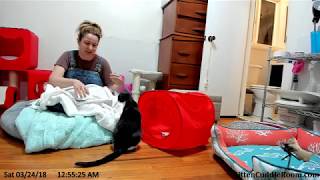 Foster Mom Sarah visits the kitties & we chat about cars by Kitten Cuddle Room 454 views 6 years ago 1 hour, 21 minutes