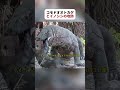 コモドオオトカゲとイノシシの攻防 #野生動物 #コモドオオトカゲ #動物観察 #fyp #foryou