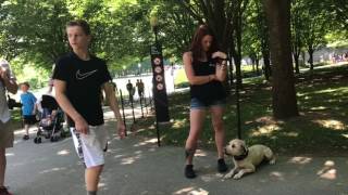 southern grace wheatens