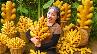 Download Lagu Harvest Giant Wild Ginger Roots on the Mountain to Sell at the Market, How to Cook Ginger Porridge MP3 Download Lagu Harvest Giant Wild Ginger Roots on the Mountain to Sell at the Market, How to Cook Ginger Porridge MP3