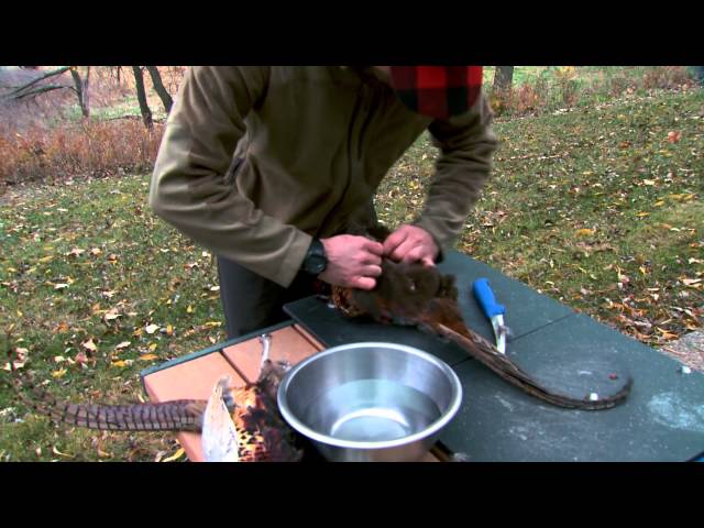 Watch From Field to Table: How to Clean a Pheasant on YouTube.