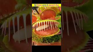 Venus flaytrap plant